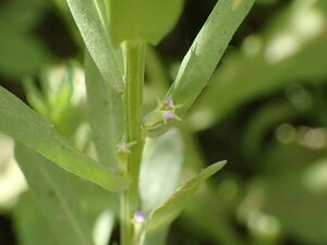 Lythrum hyssopifolia Bud